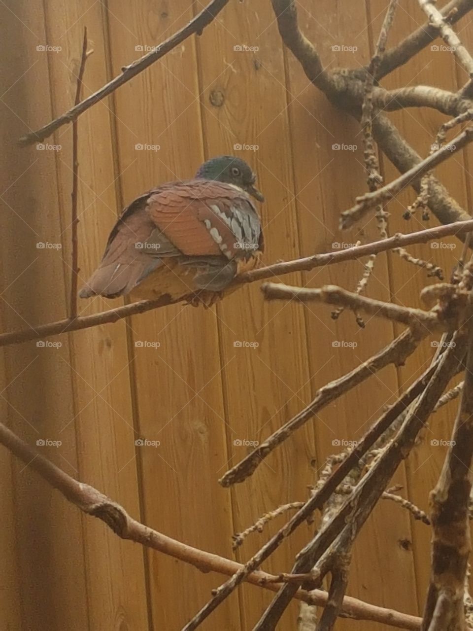 Leave me alone says the unusual pigeon!!