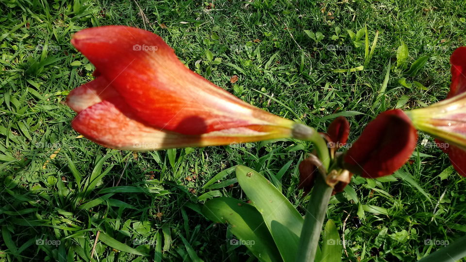 Ṭhrrmchāti, ṭhrrmchāti, s̄ìngwædl̂xm, khwām ngām, dxkmị̂, s̄wn, Hippeastrum papilio (Ravenna)