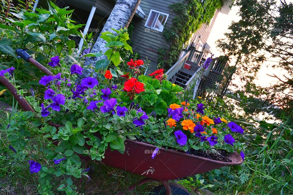 Flowers in an old wheelbarrow. Flowers planted in old wheelbarrow, nasturtium, petunias, violets, geraniums