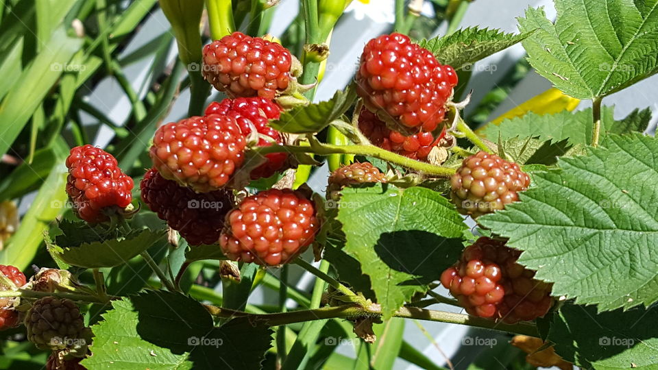 Raspberries