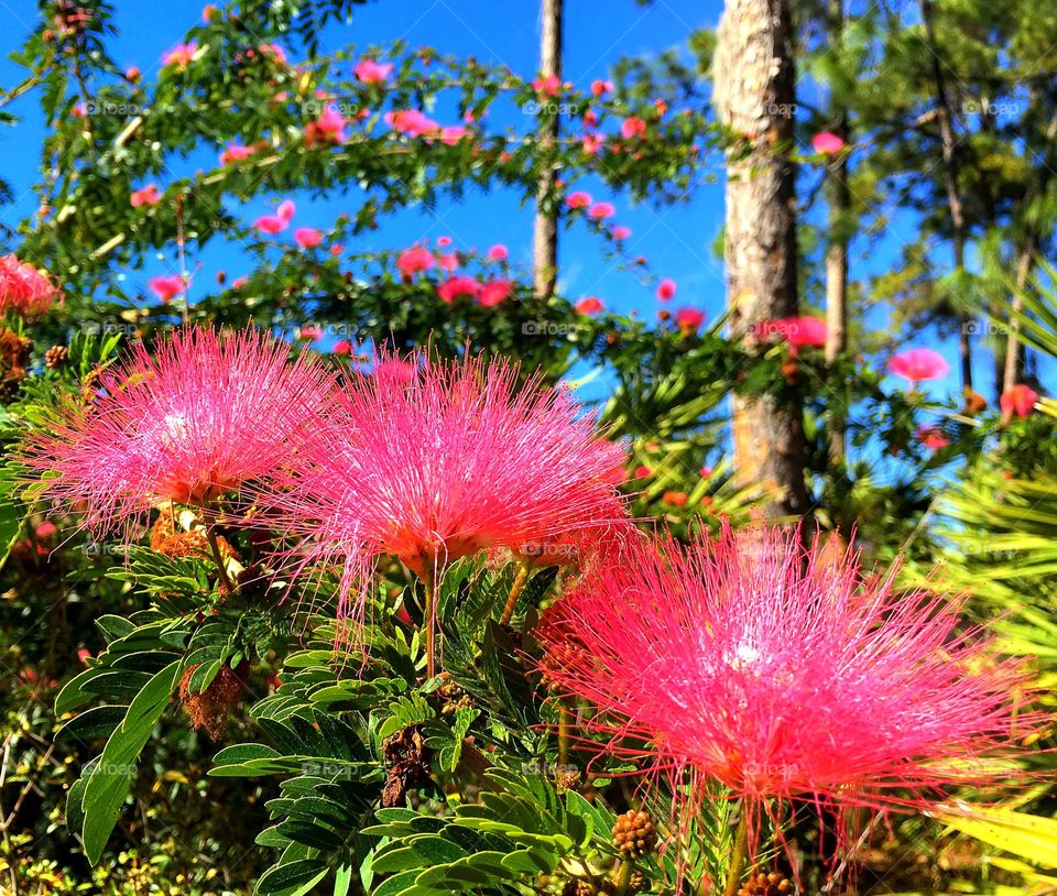 Pink powder puff tree