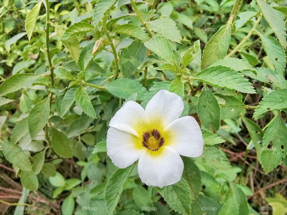 useful plant Turnera subulata.is nectar producing plant developed as a food source for natural enemies of oil palm plants pests