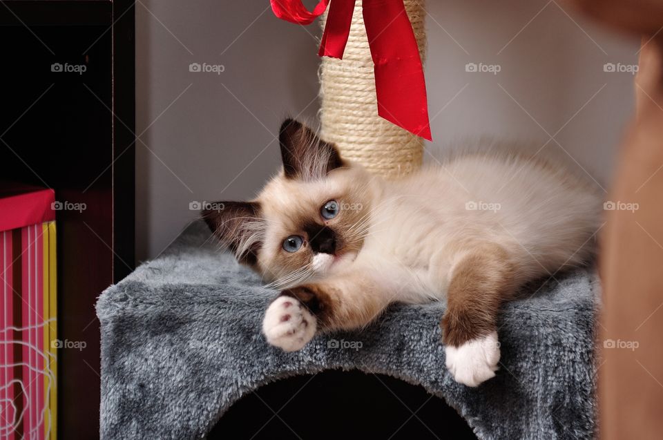 sweety Emmy. There is a little cute kitten on the picture. Her name is Emma. She is funny and very sweet!