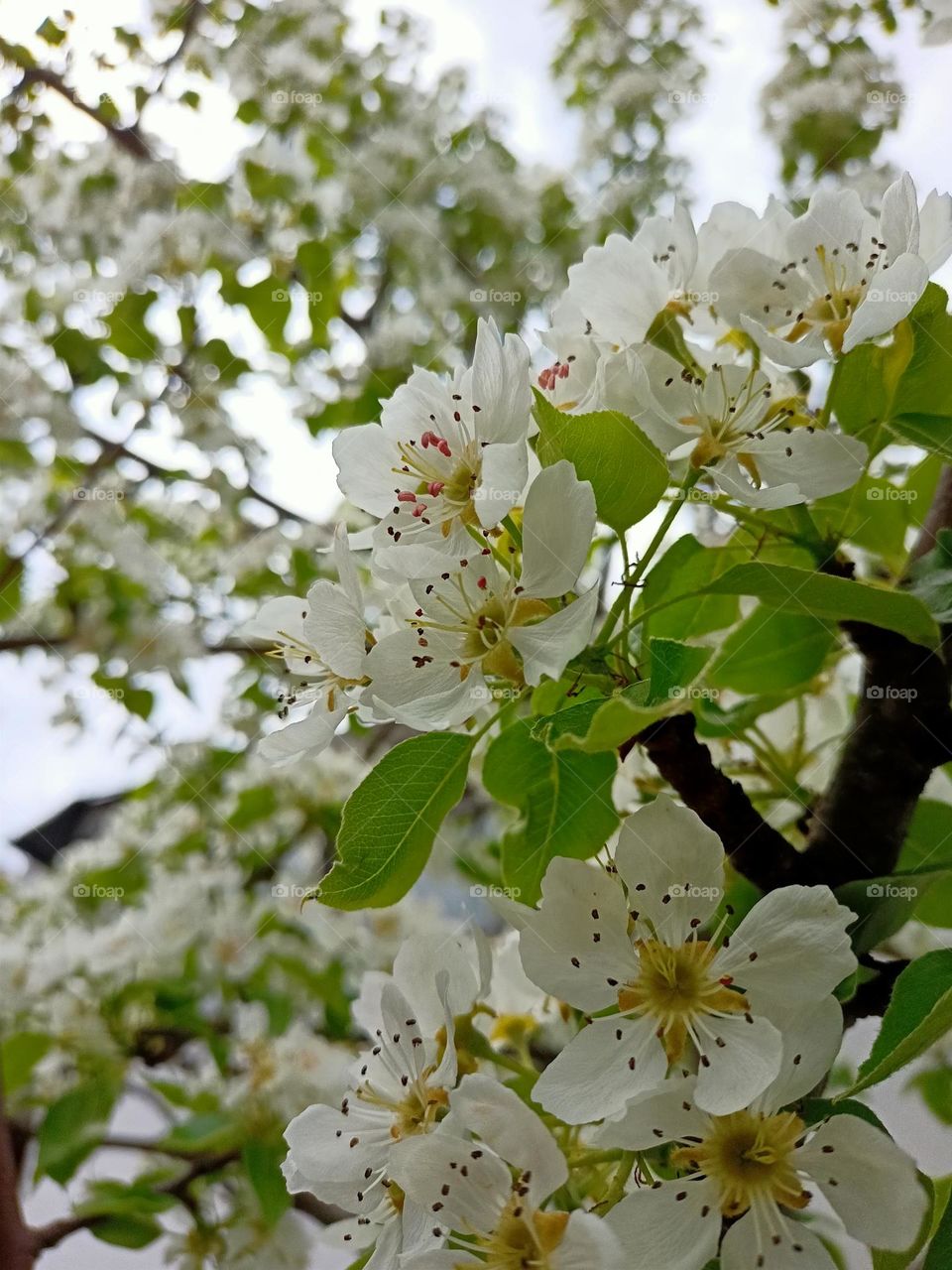 Flowering tree in spring 