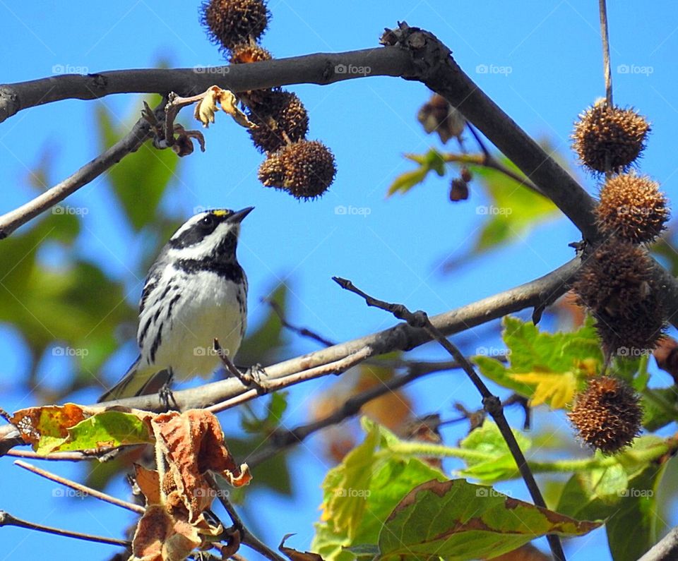 Black-throated gray warbler