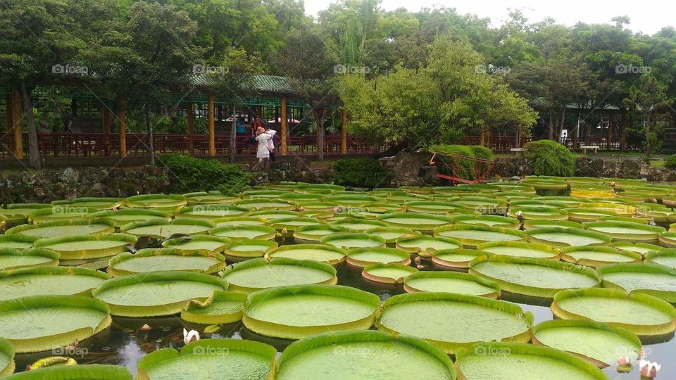 a green round lutos leaves