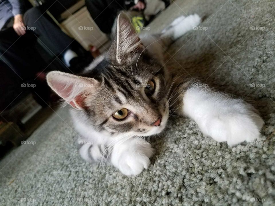 Fluffy Kitty: Handsome Corey