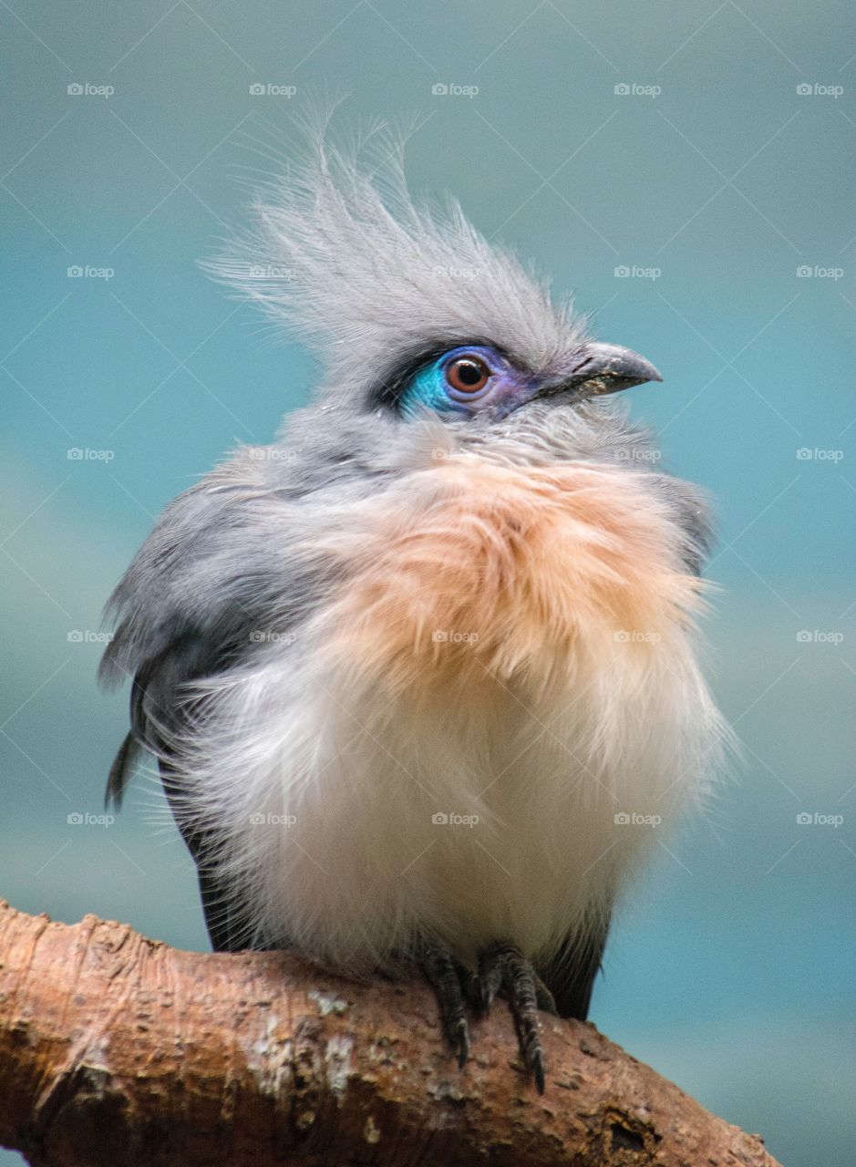 Bird with crazy blue eyes. 