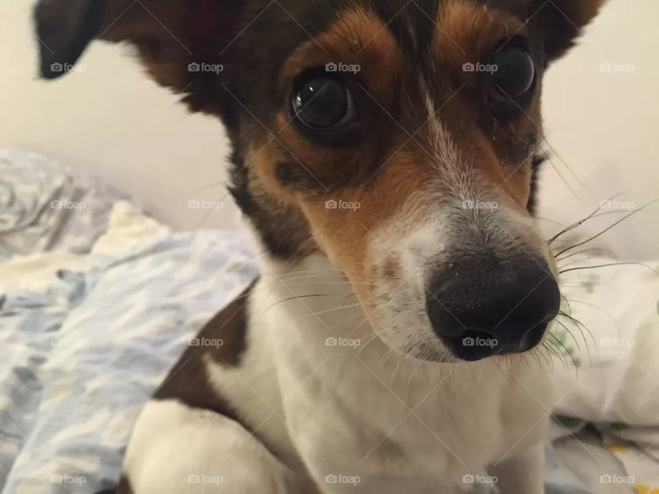 Dog, Cute, Canine, Mammal, Animal