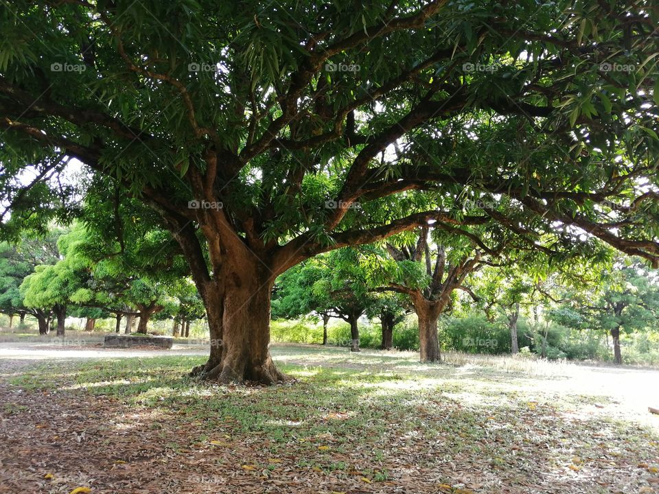 Mango trees in farm from kangra (Himachal Pradesh) India.