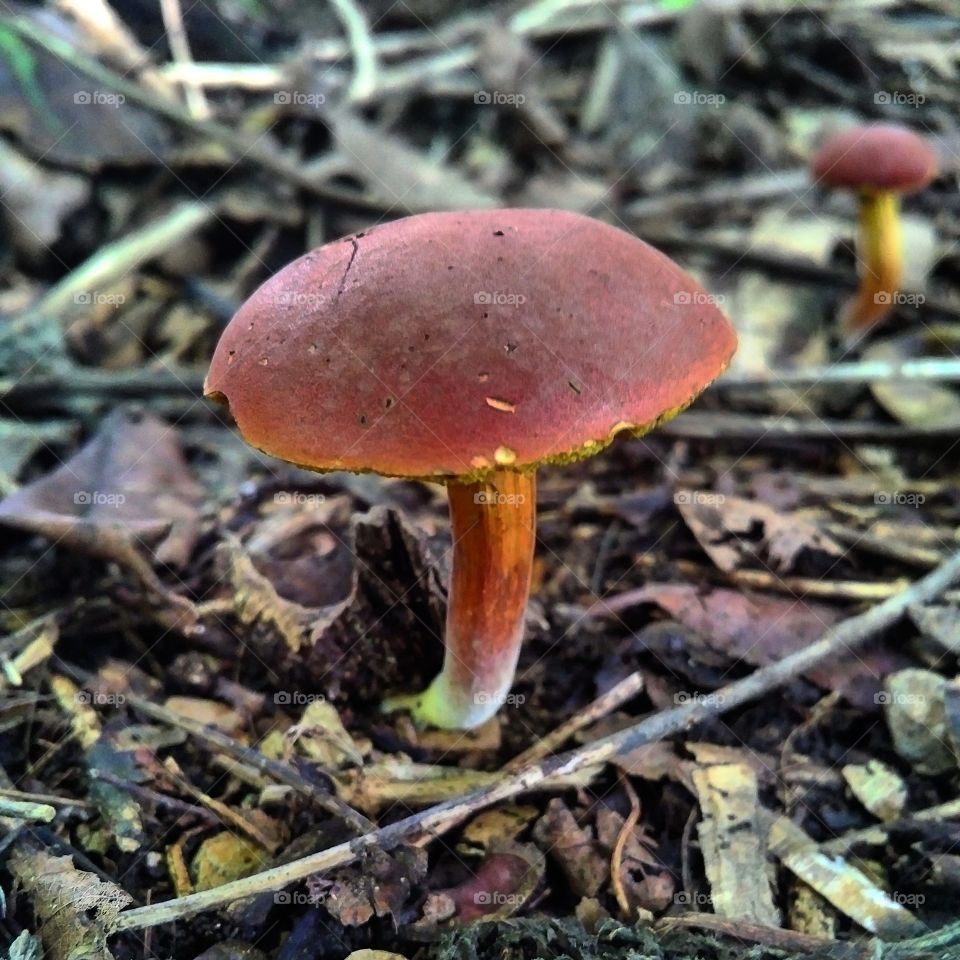 the lone mushroom