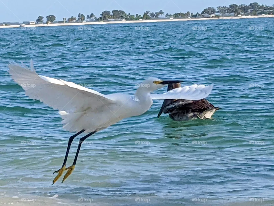 White Egret