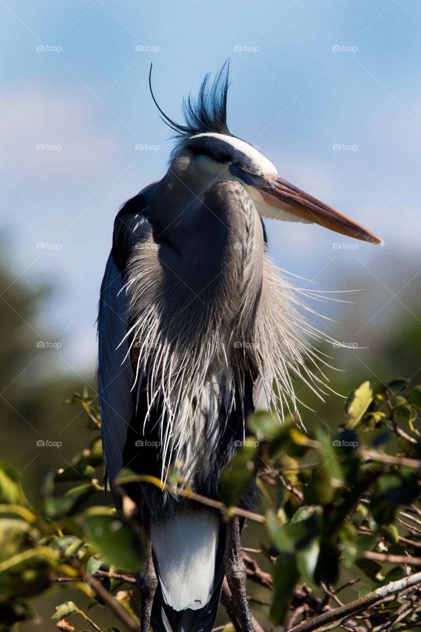 Great Blue Heron