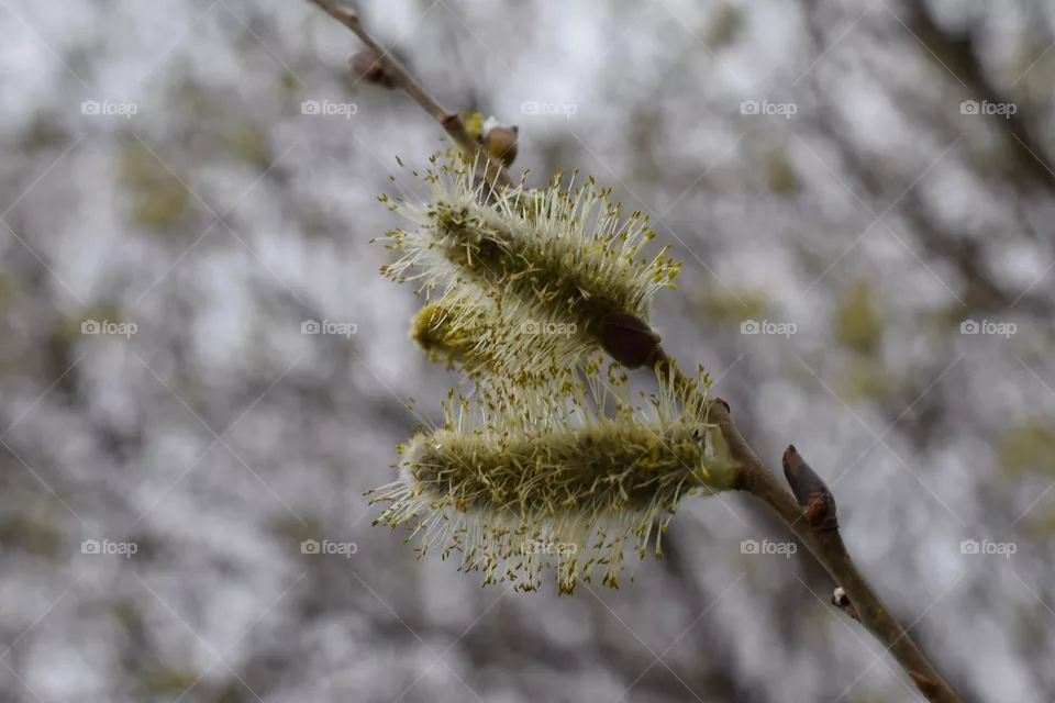 Springtime