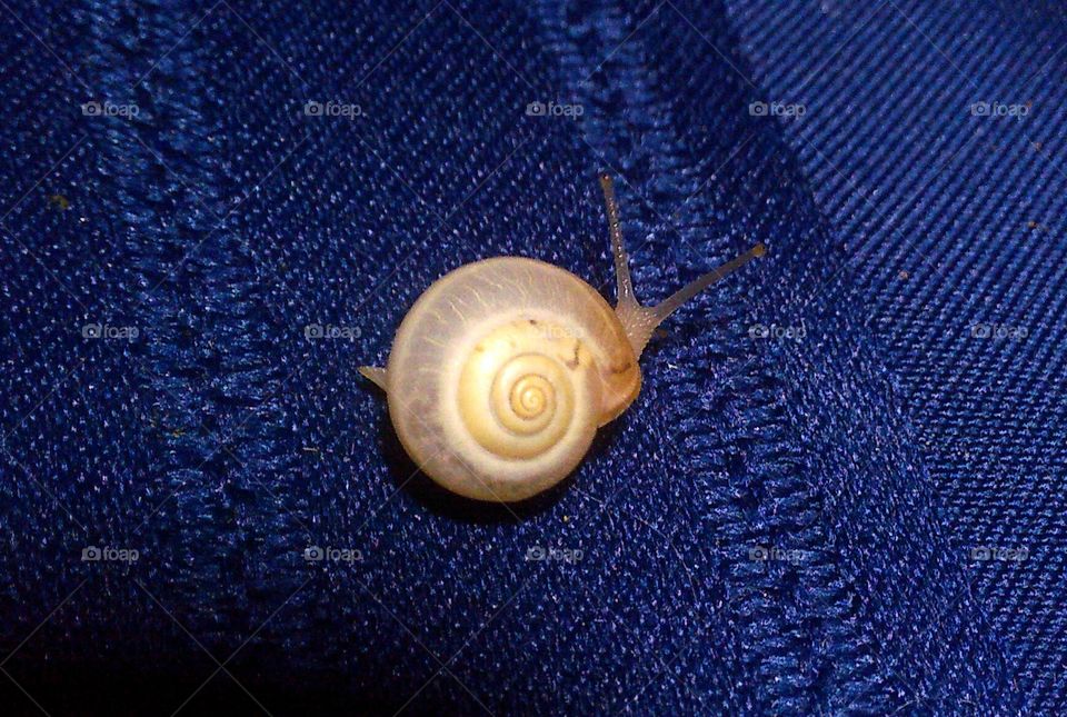 Snail closeup