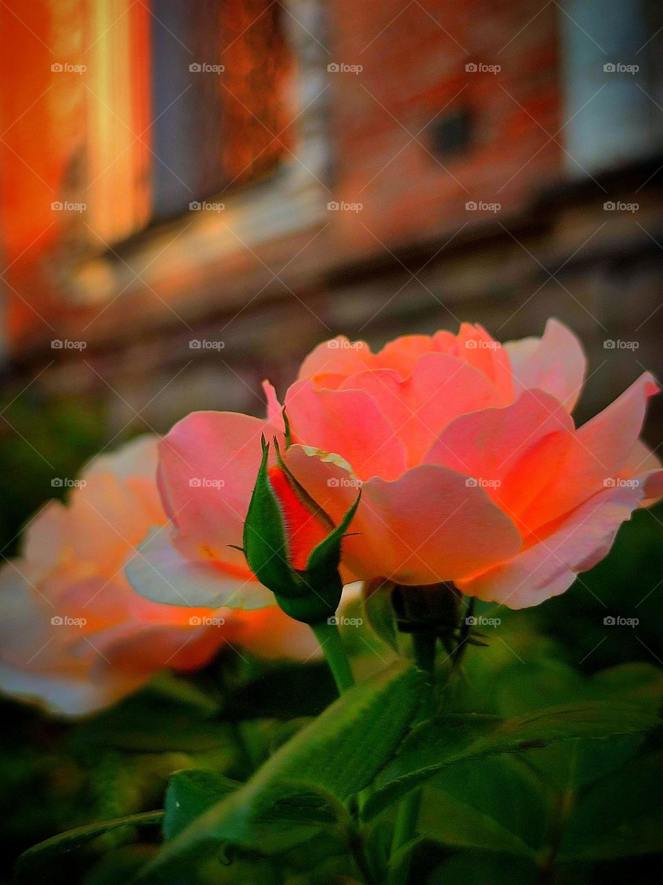 Flowers. Two orange roses on the background of an old brick building. The rays of the sunset sun make the rose petals waxy. Beauty of light