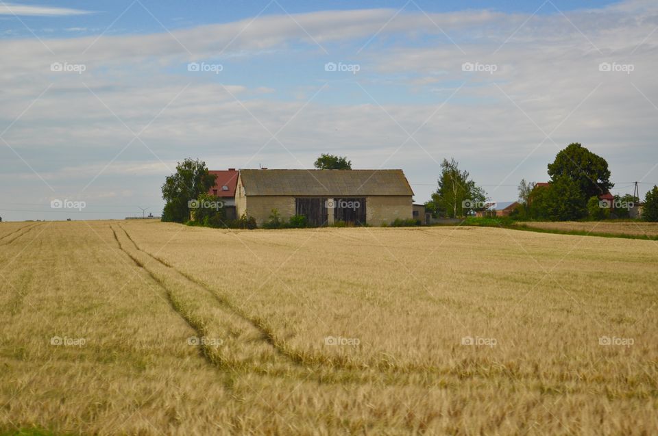 Wheat, Agriculture, Field, Farm, Landscape