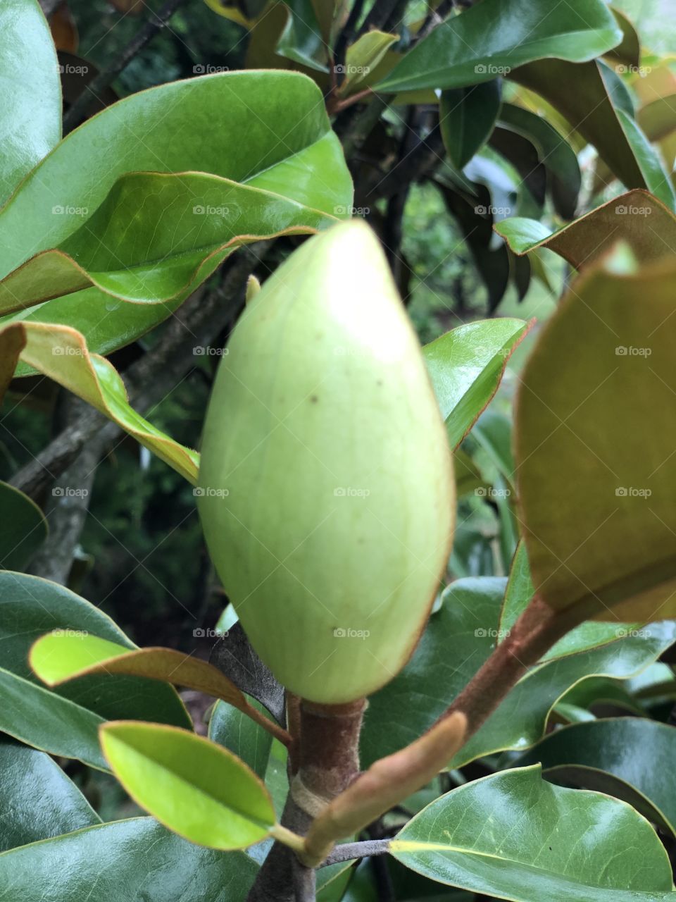 Blooming magnolia tree