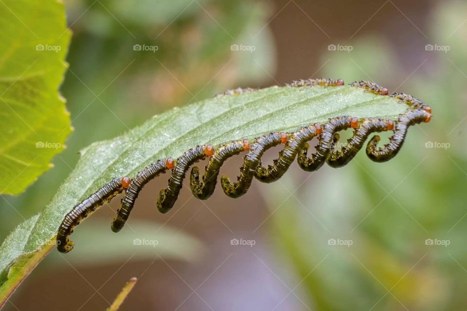 Willow Sawfly larvae (Genus Nematus) strategically arrange themselves along the perimeter of a single Smooth Alder leaf to efficiently consume it. 