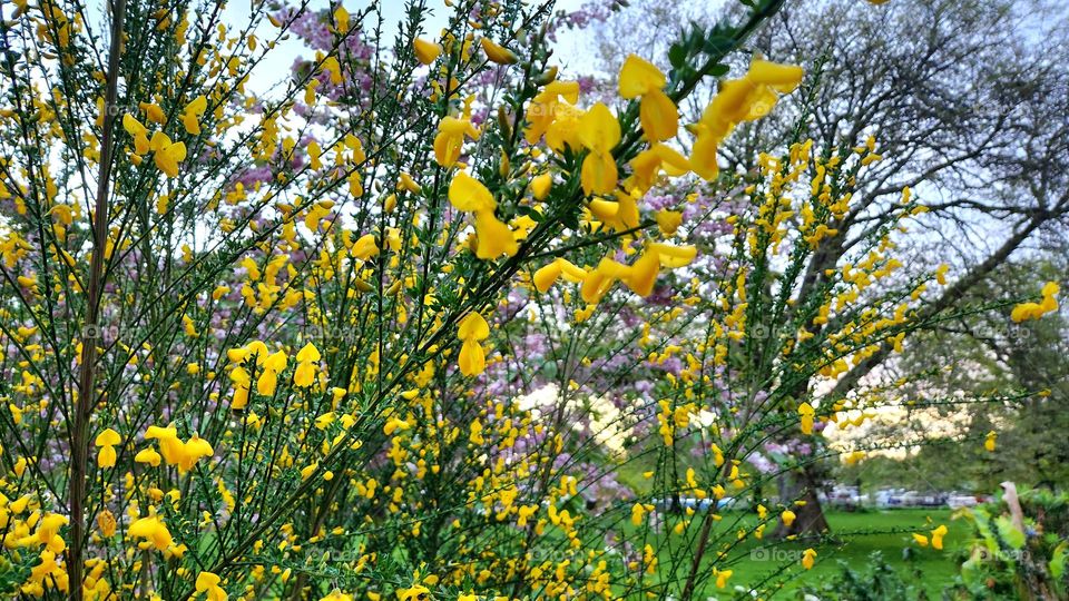 colours of spring