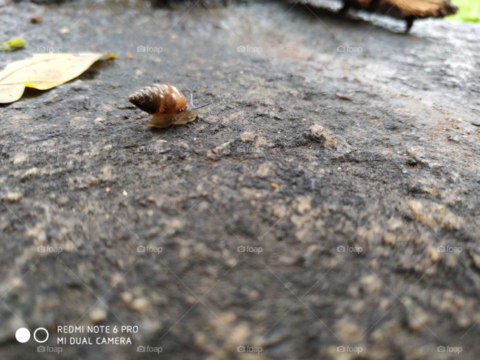 Slimy Snail on a rainy day out of its shell trying to reach its destiny,slowly and steadily with preservence. preservence is one of the mantras for success. Don't Give up attitude is cherry on top of the cake