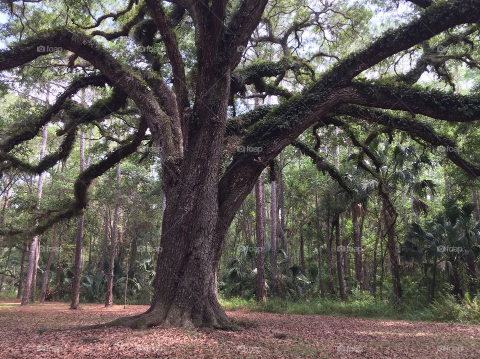 Big old oak tree with twisted branches standing by itself in a clearing surrounded by a wooded area
