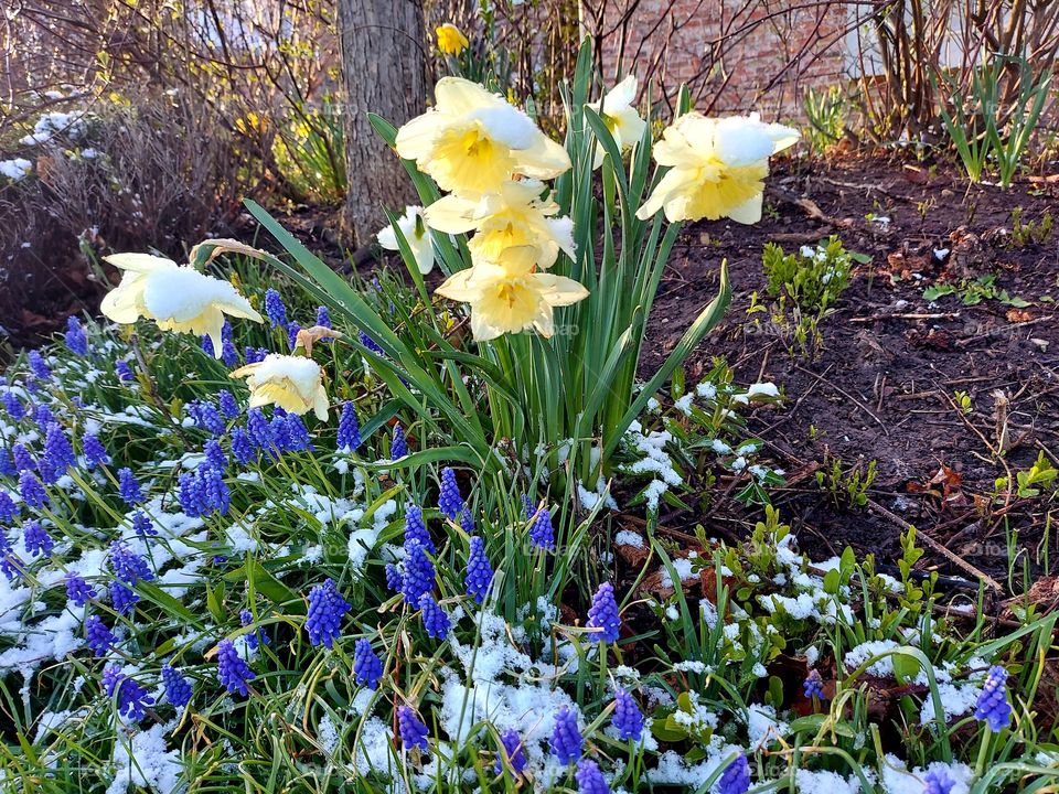 Snowy Daffodils