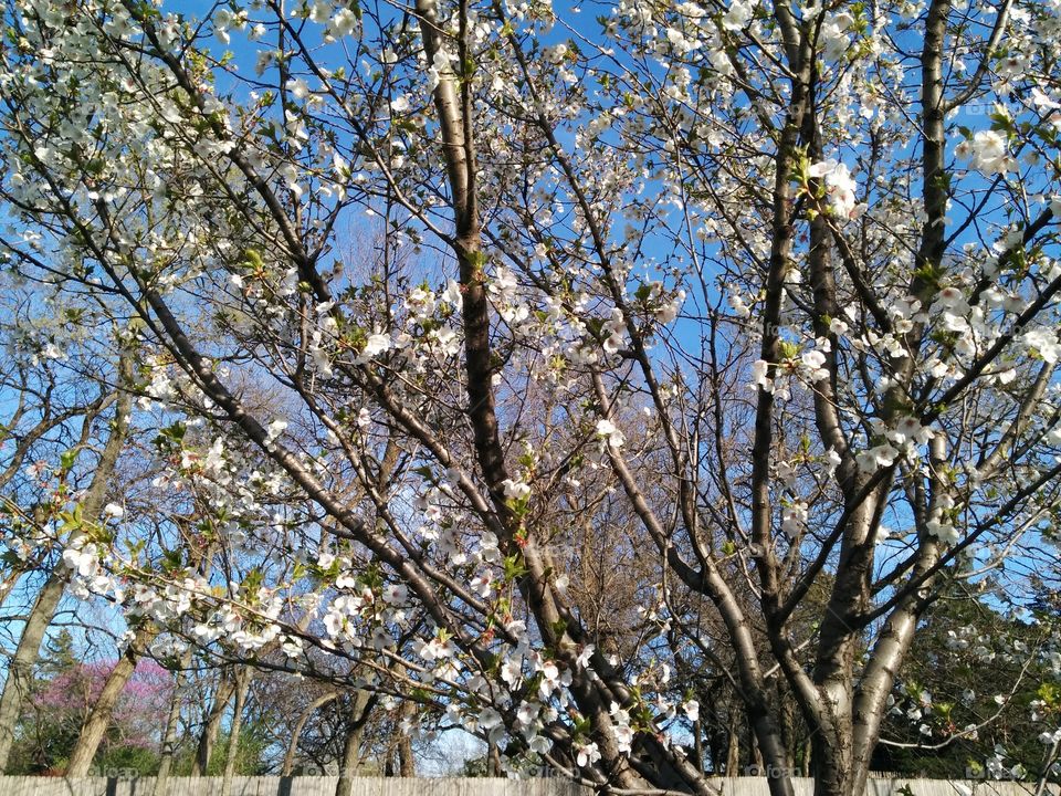 Cherry Blossoms on a Blue Sky