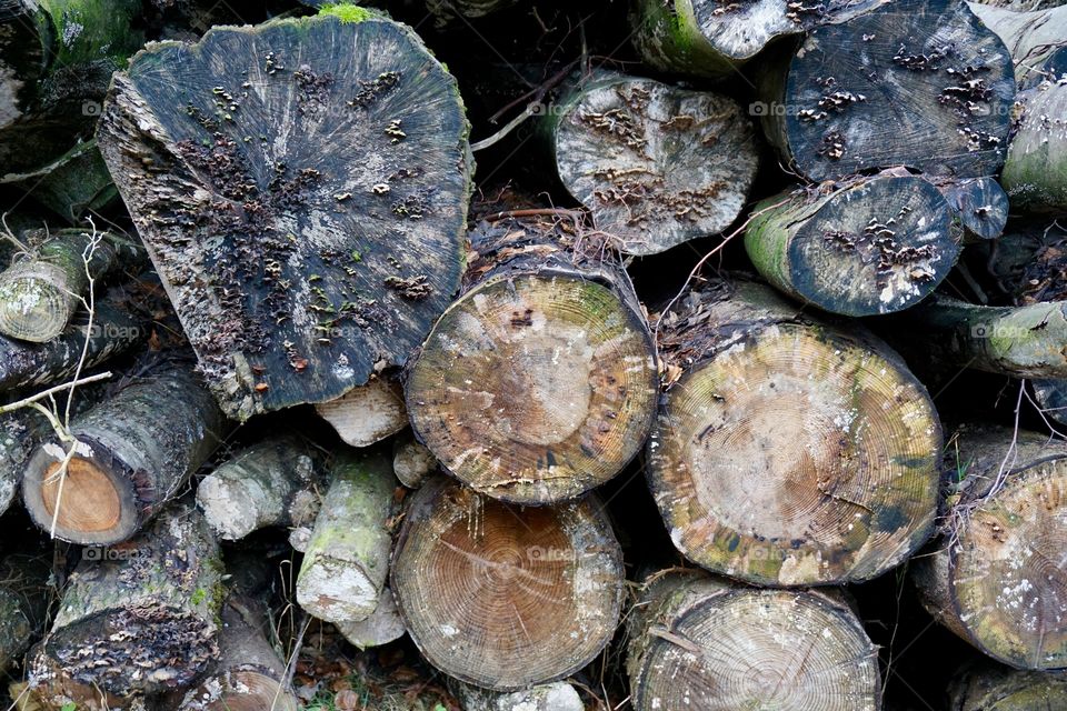 Logs