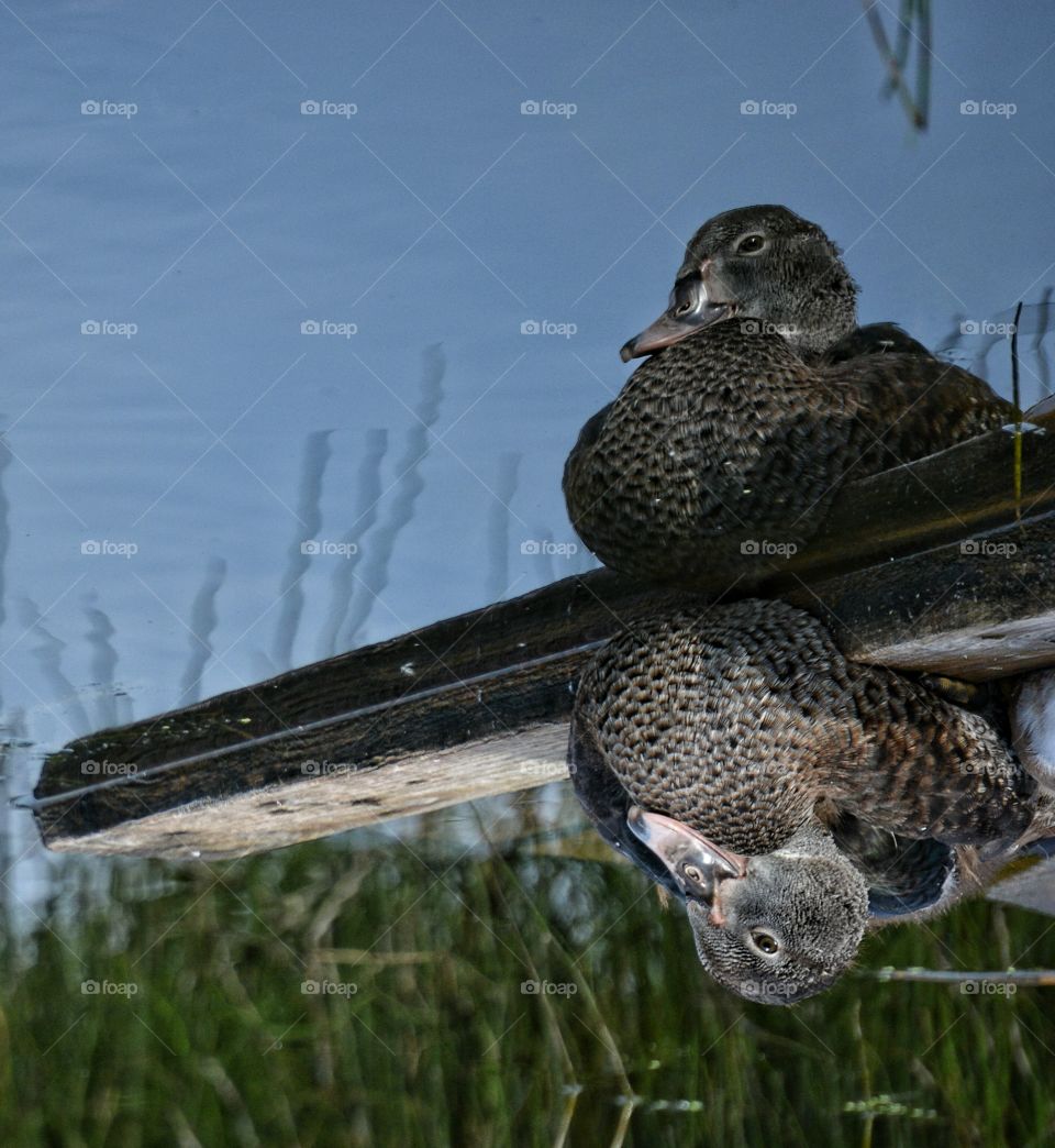 the reflection in the water