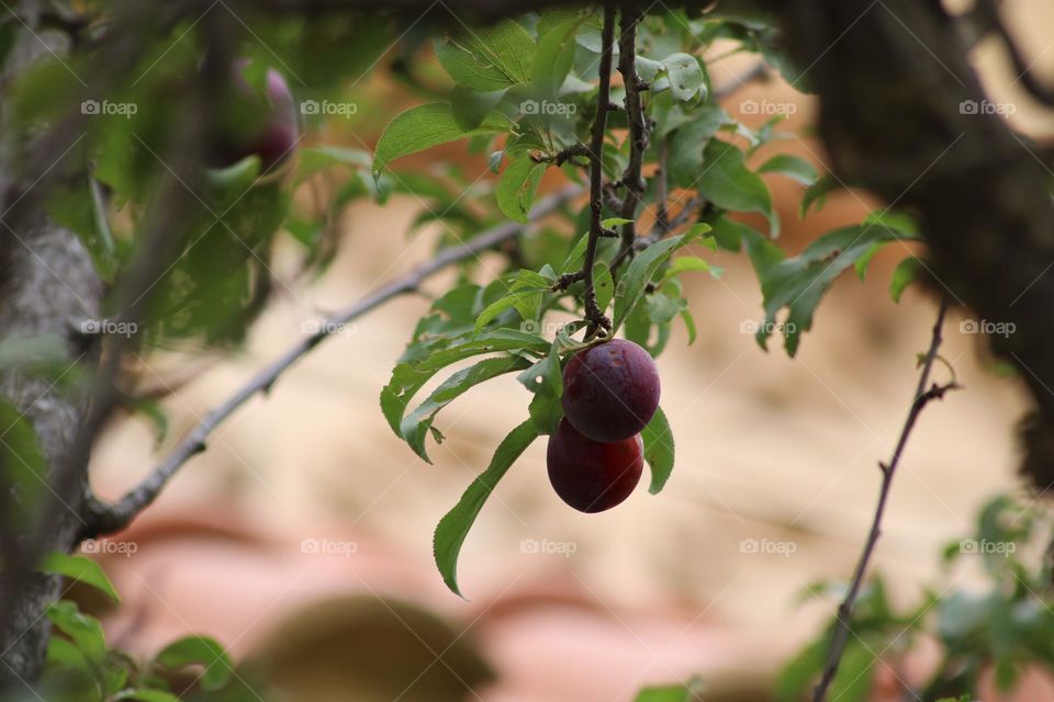 Beautiful summer fruit 