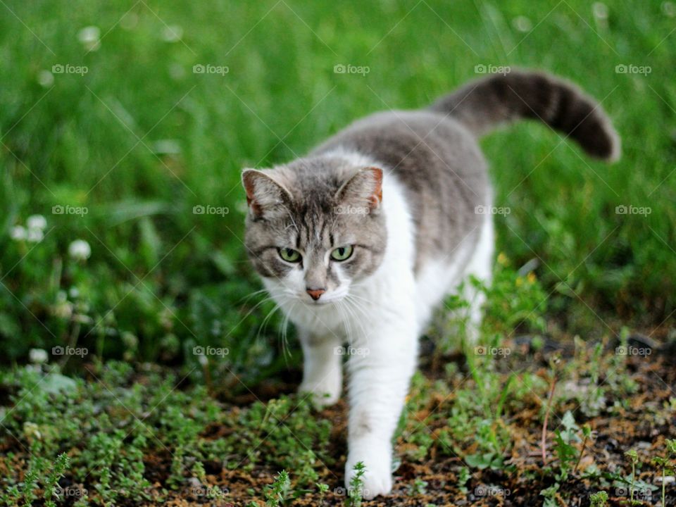 Gray cat walking on grass
