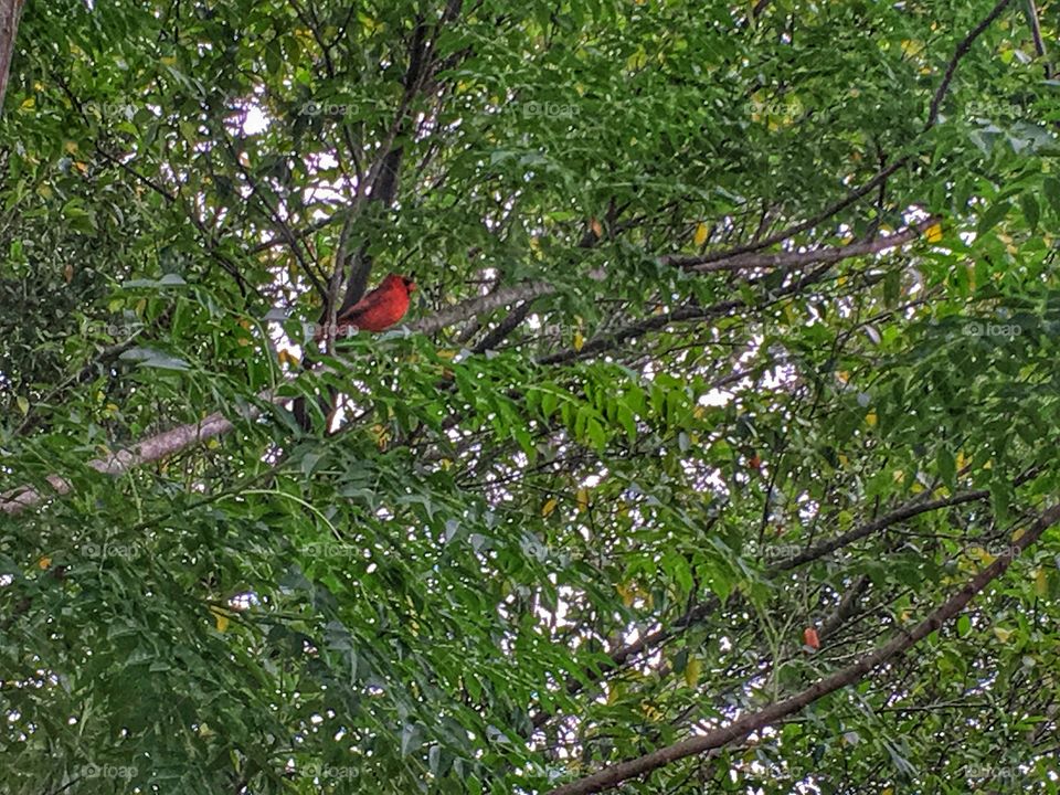Spring is here and bird songs in the air! 