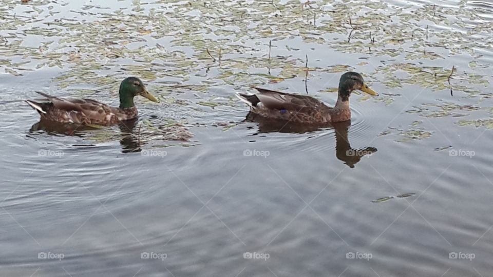 Ducks swiming