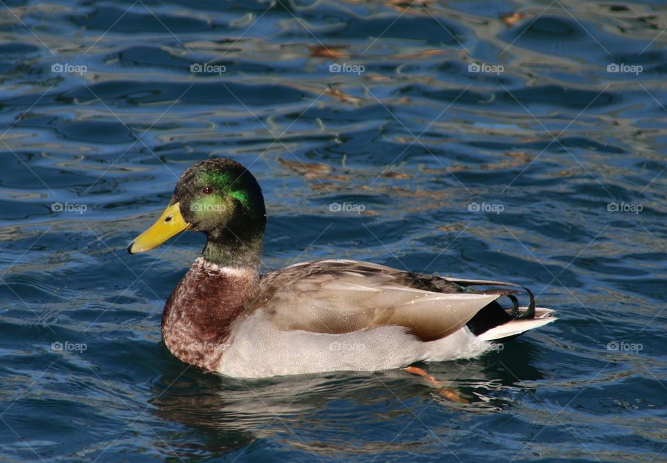 Mallard Duck on the Lake