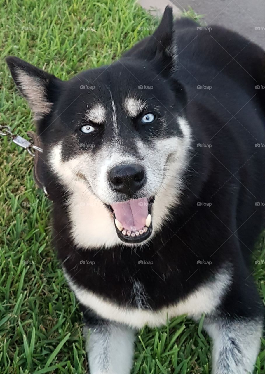 dog beautiful dog summer blue eyes animal