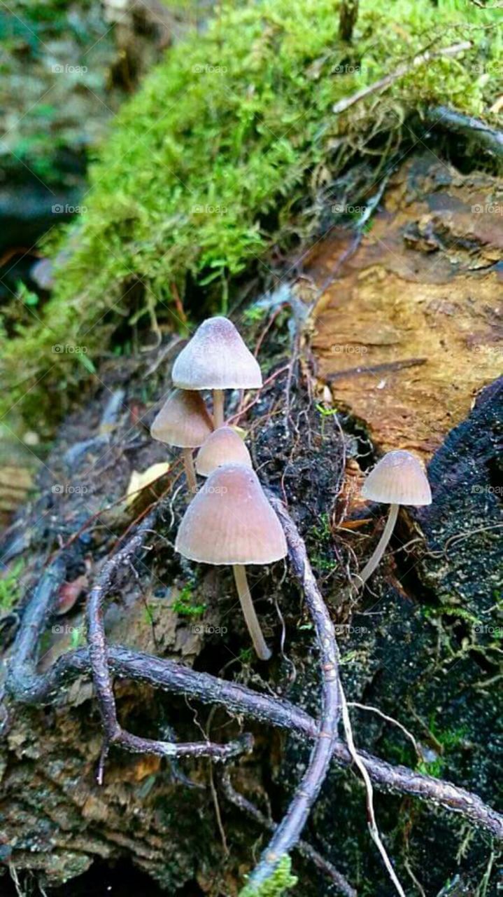 gang of mushrooms