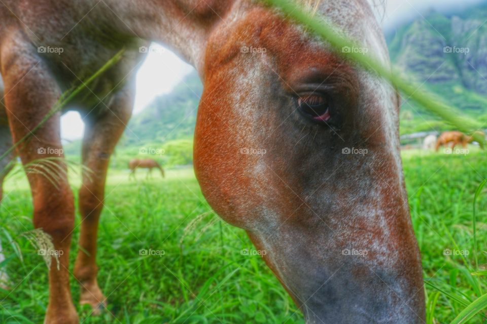 Hawaiian Horse