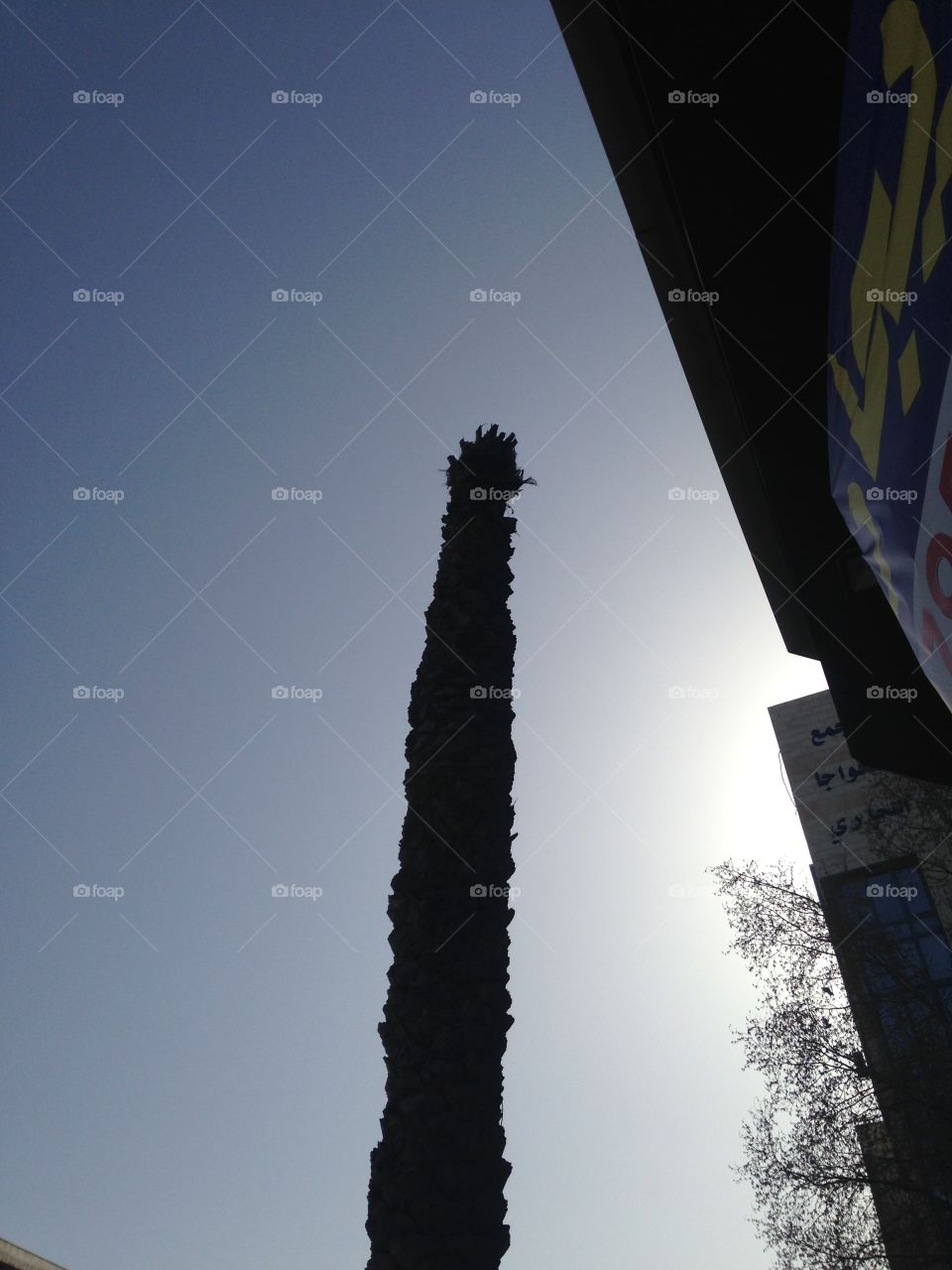 Palm cut head tree with sky and building