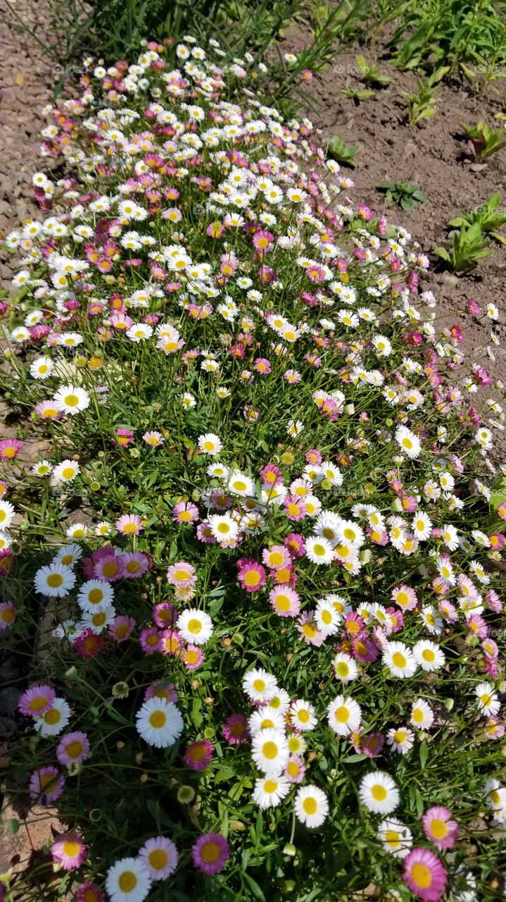 Colorful daisies in Britain