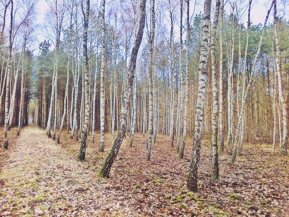 birch forest