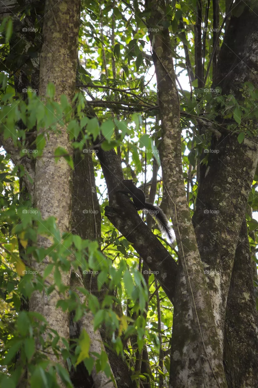 Squirrel.