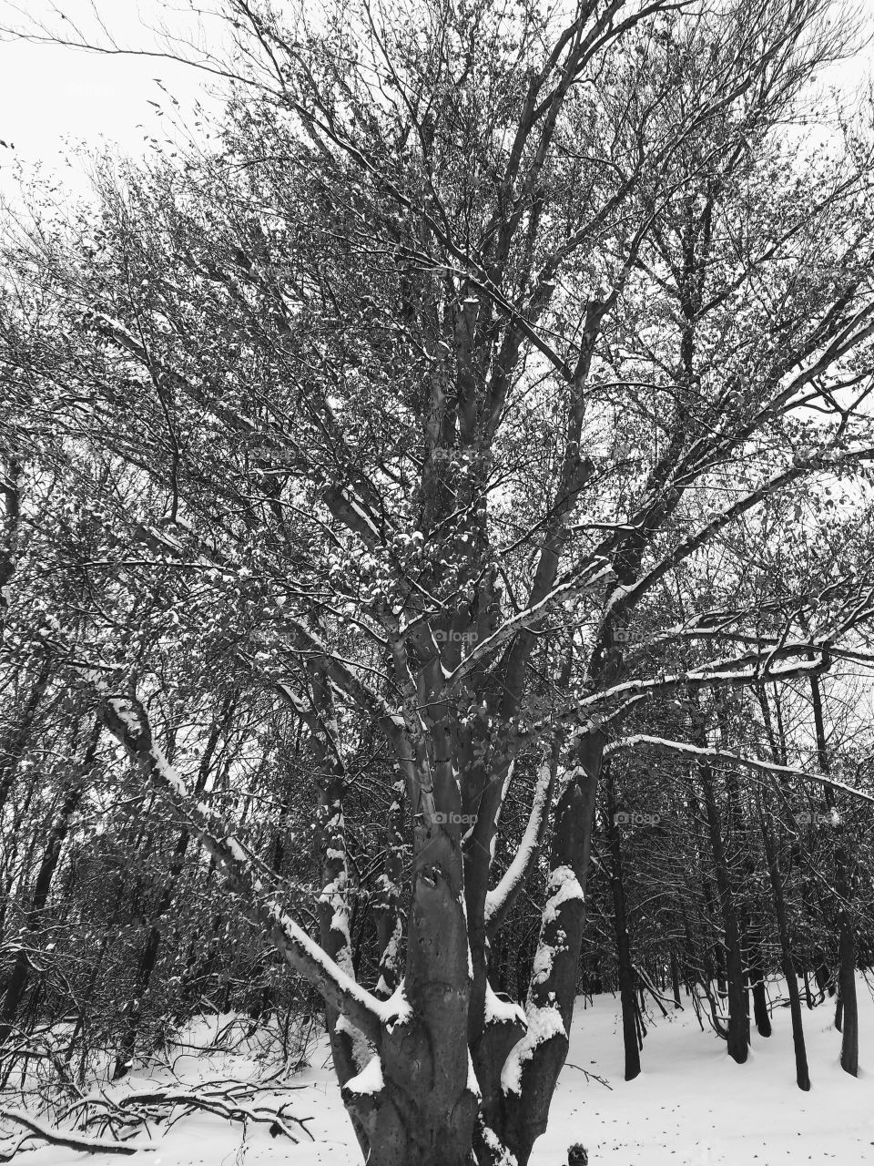 Black and white tree lightly covered in snow.