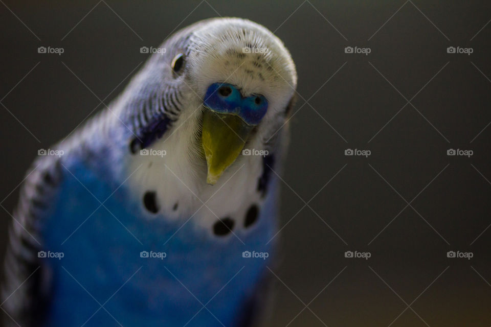 bird portrait