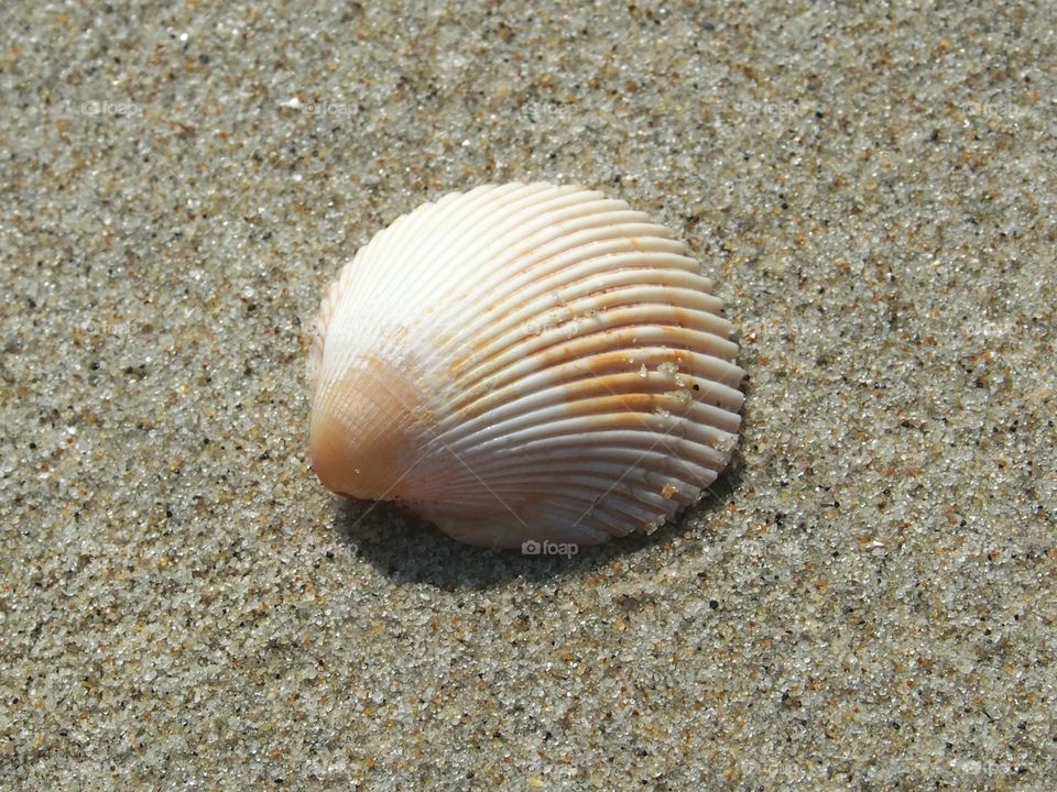 seashell