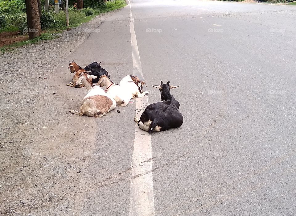 goats rasting