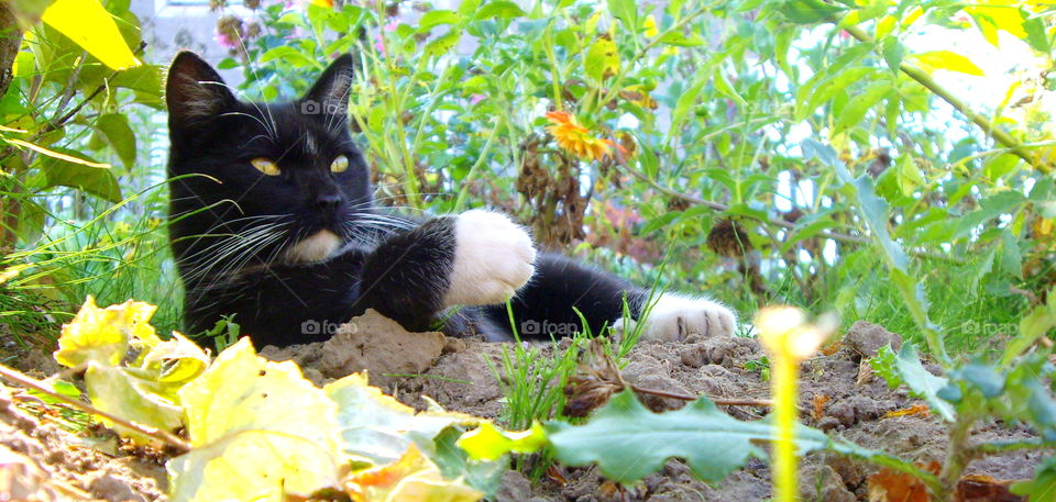 Black cat has time for relax