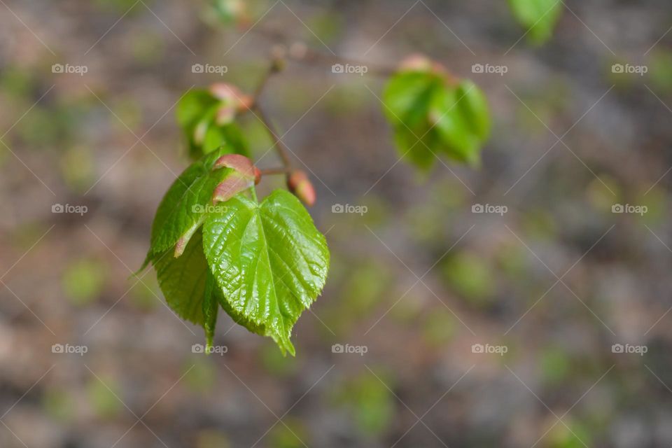 spring nature green young leaves