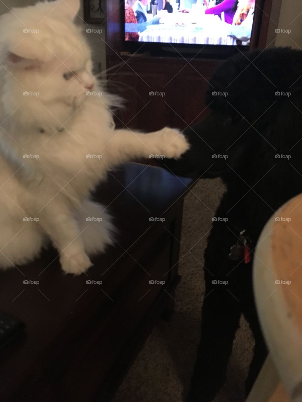 Boop on the nose means no