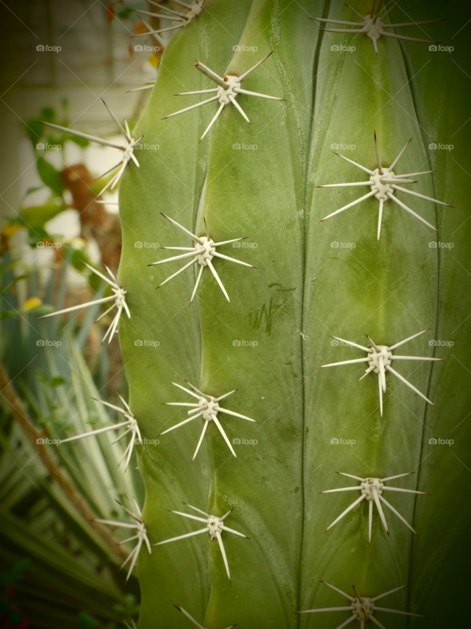 spiky cactus